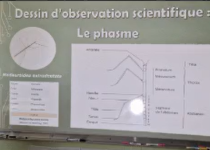 Image Le biomim&eacute;tisme en Cm2 b